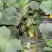 甜掉牙甜瓜种子薄皮超甜花皮香瓜种籽四季水果种孑冰糖子春夏