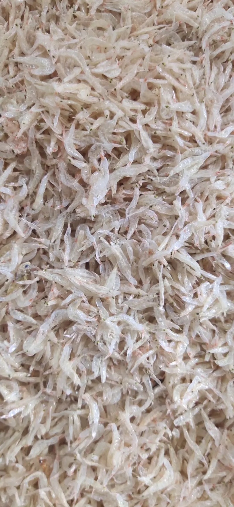 干鱼干虾大量亏本清仓特价促销