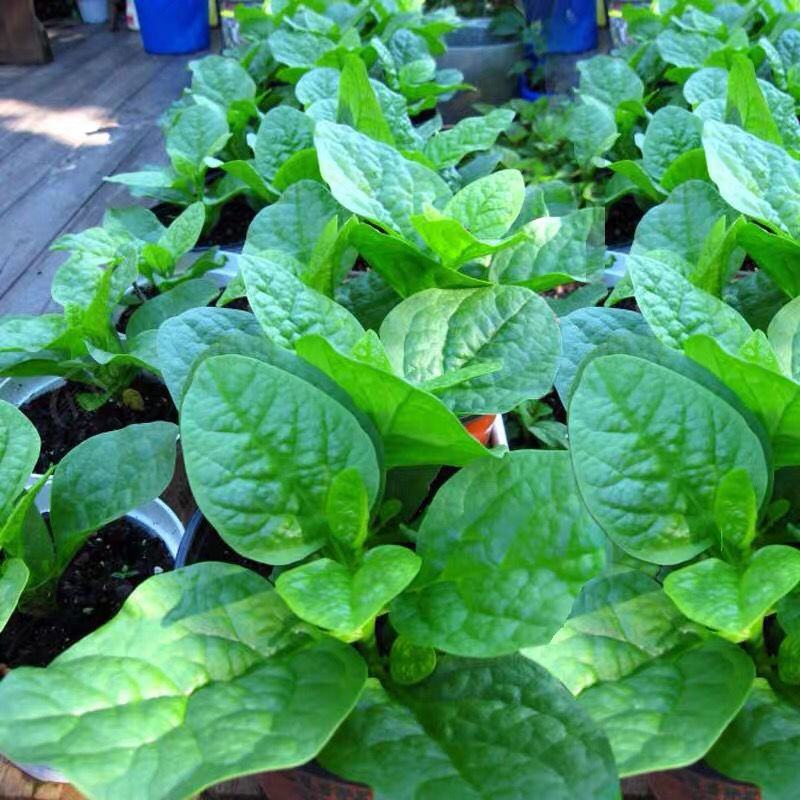 大叶木耳菜种子春夏秋四季种植阳台盆栽蔬菜种子菜籽豆腐菜爬