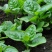 大叶木耳菜种子春夏秋四季种植阳台盆栽蔬菜种子菜籽豆腐菜爬