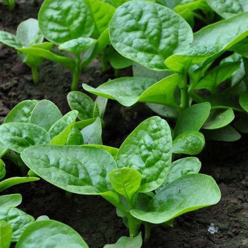 大叶木耳菜种子春夏秋四季种植阳台盆栽蔬菜种子菜籽豆腐菜爬