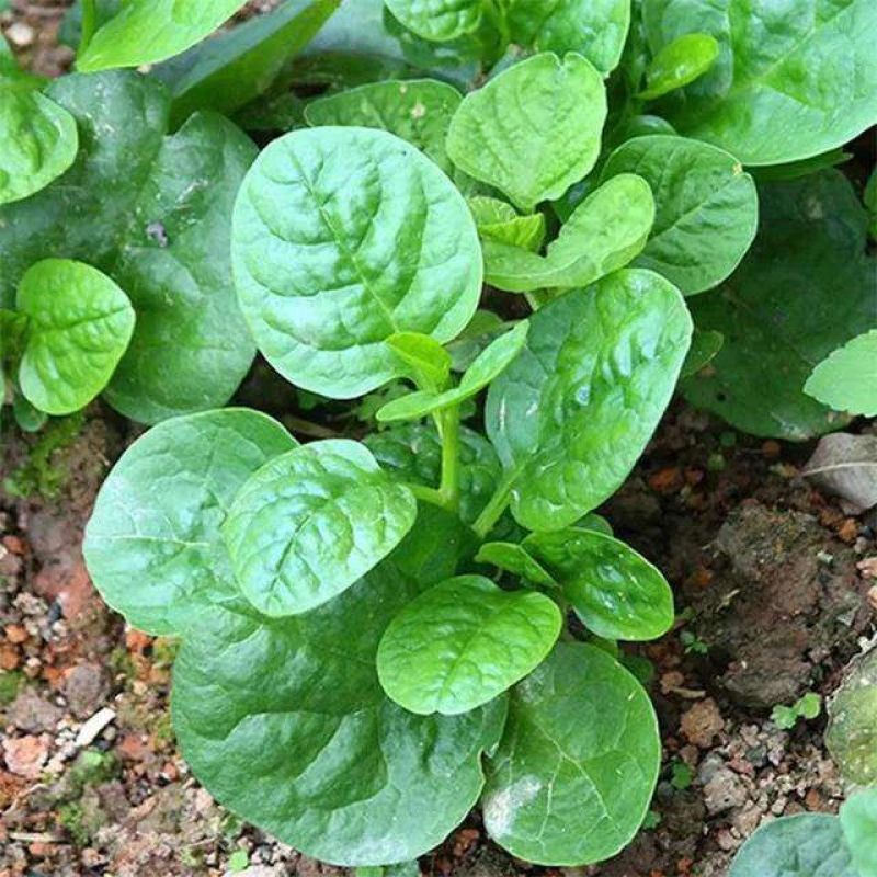 大叶木耳菜种子春夏秋四季种植阳台盆栽蔬菜种子菜籽豆腐菜爬