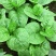 大叶木耳菜种子春夏秋四季种植阳台盆栽蔬菜种子菜籽豆腐菜爬