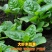 大叶木耳菜种子春夏秋四季种植阳台盆栽蔬菜种子菜籽豆腐菜爬