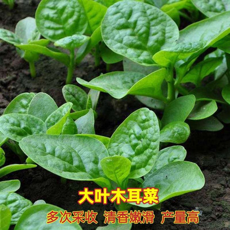 大叶木耳菜种子春夏秋四季种植阳台盆栽蔬菜种子菜籽豆腐菜爬
