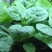 大叶木耳菜种子春夏秋四季种植阳台盆栽蔬菜种子菜籽豆腐菜爬