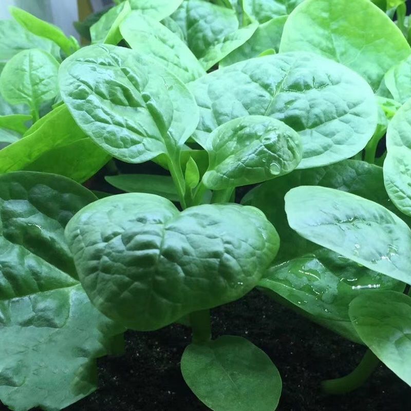 大叶木耳菜种子春夏秋四季种植阳台盆栽蔬菜种子菜籽豆腐菜爬