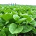 大叶木耳菜种子春夏秋四季种植阳台盆栽蔬菜种子菜籽豆腐菜爬