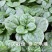大叶木耳菜种子春夏秋四季种植阳台盆栽蔬菜种子菜籽豆腐菜爬