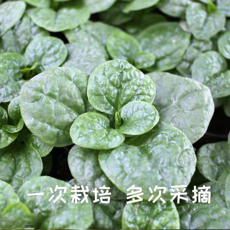 大叶木耳菜种子春夏秋四季种植阳台盆栽蔬菜种子菜籽豆腐菜爬