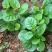 大叶木耳菜种子春夏秋四季种植阳台盆栽蔬菜种子菜籽豆腐菜爬