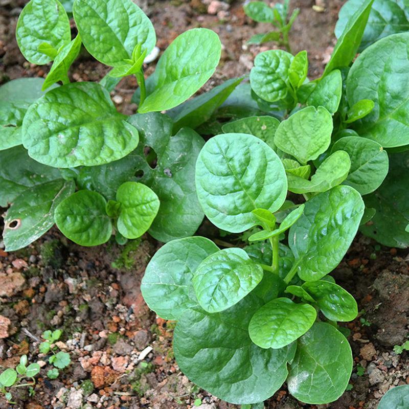 大叶木耳菜种子春夏秋四季种植阳台盆栽蔬菜种子菜籽豆腐菜爬