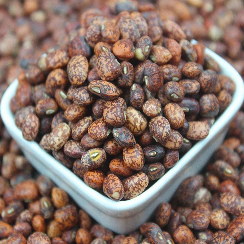 麻豇豆种子东北花豇豆种籽江豆小饭豆软糯易煮花豆五谷杂粮豆