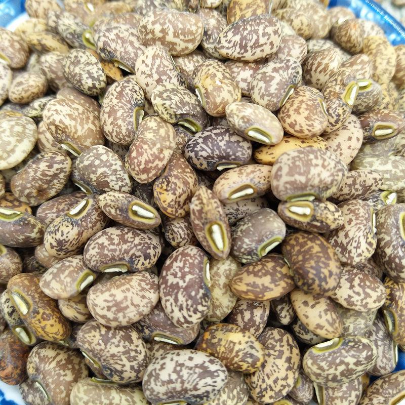 麻豇豆种子东北花豇豆种籽江豆小饭豆软糯易煮花豆五谷杂粮豆