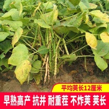 先风无蔓花豇豆种子煮粥香糯好吃东北姜豆江豆种籽庭院菜