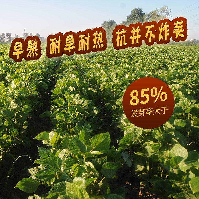 先风无蔓花豇豆种子煮粥香糯好吃东北姜豆江豆种籽庭院菜