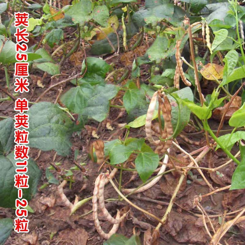 先风无蔓花豇豆种子煮粥香糯好吃东北姜豆江豆种籽庭院菜