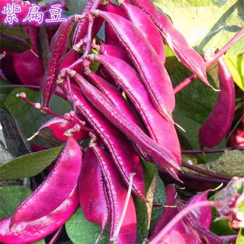 紫扁豆紫眉豆红眉豆种子红峨眉豆蔬菜阳台盆栽大田高产品种易