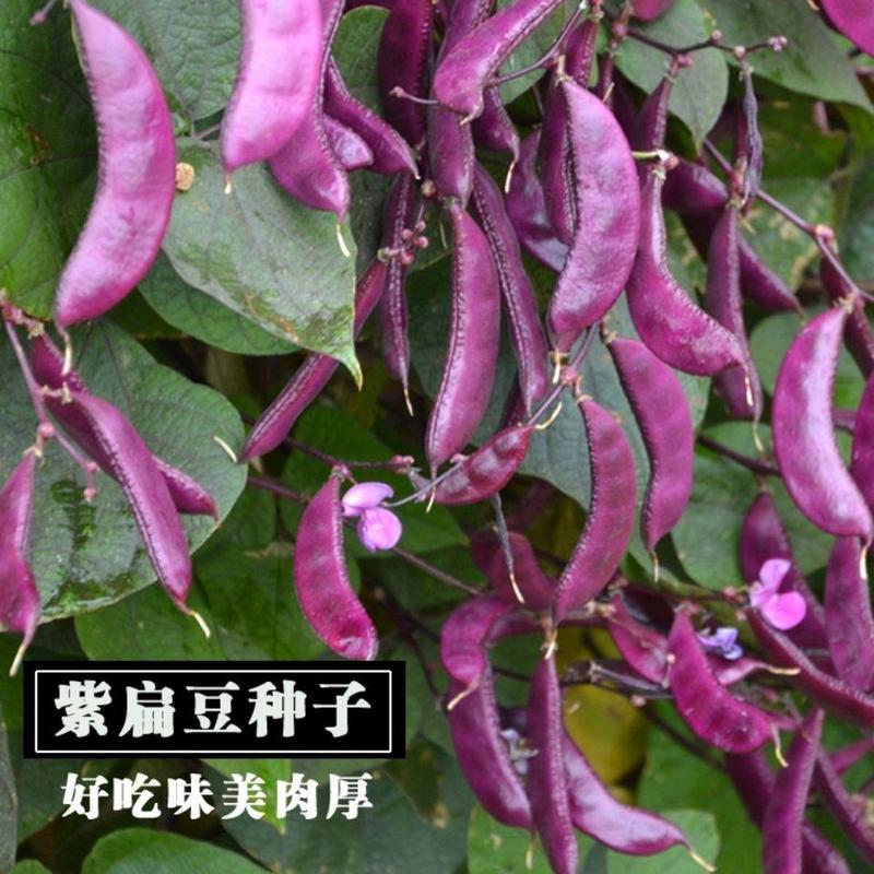 紫扁豆紫眉豆红眉豆种子红峨眉豆蔬菜阳台盆栽大田高产品种易