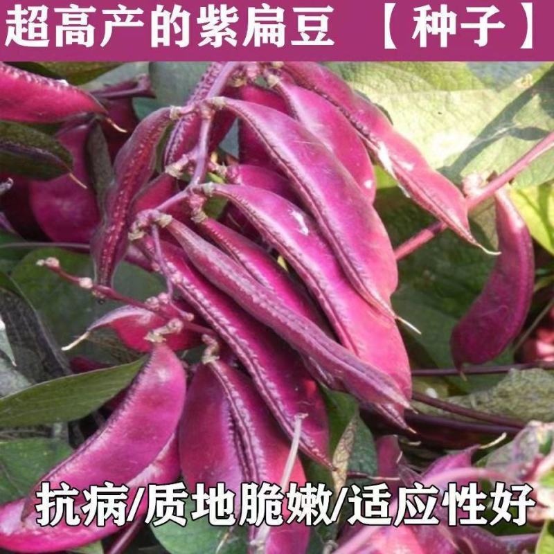 紫扁豆紫眉豆红眉豆种子红峨眉豆蔬菜阳台盆栽大田高产品种易
