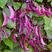 紫扁豆紫眉豆红眉豆种子红峨眉豆蔬菜阳台盆栽大田高产品种易