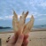 土鳘胶