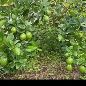正宗广东香水柠檬无仔