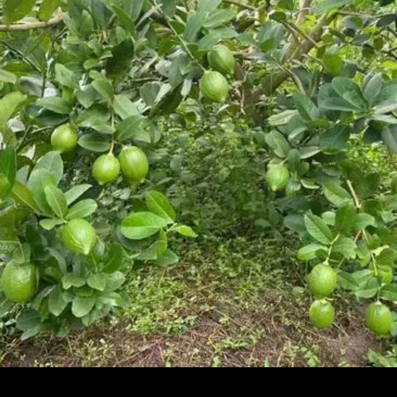 正宗广东香水柠檬无仔