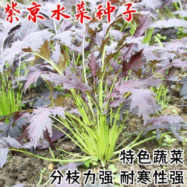 紫京水晶菜种子阳台盆栽四季京水菜菜种子特色沙拉菜有机蔬菜
