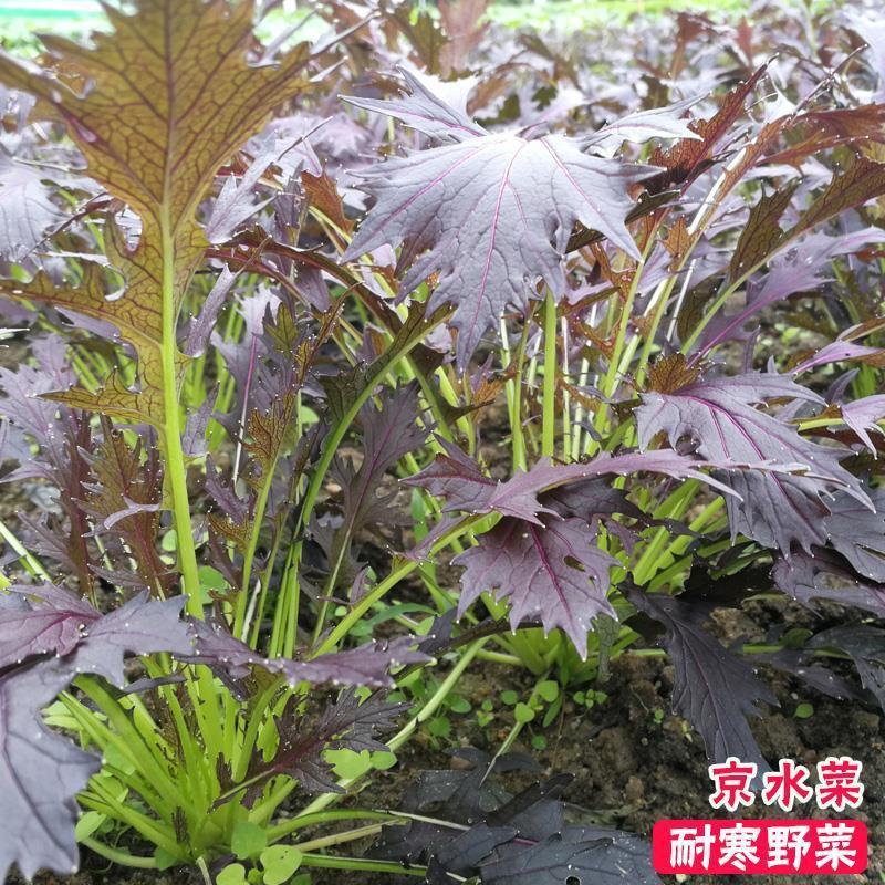 紫京水晶菜种子阳台盆栽四季京水菜菜种子特色沙拉菜有机蔬菜
