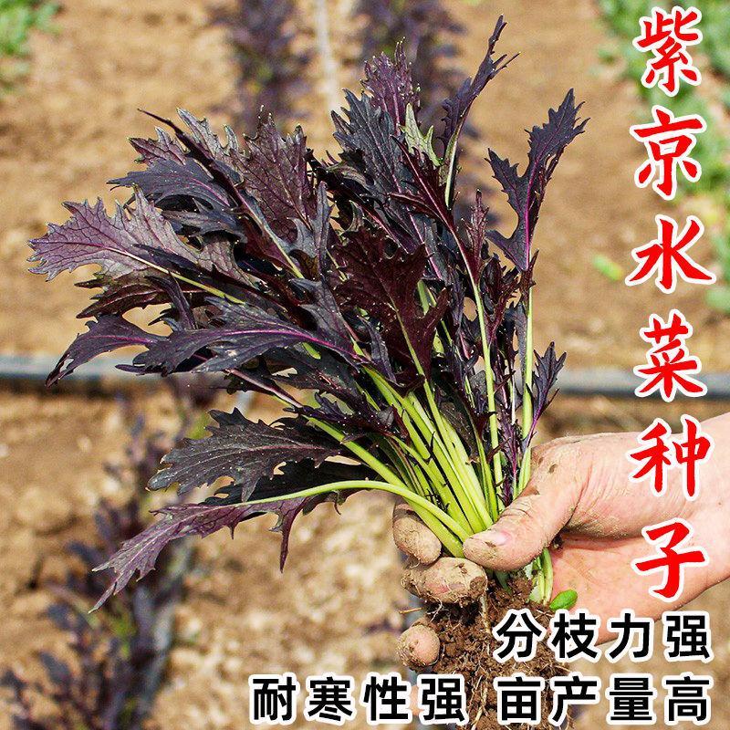紫京水晶菜种子阳台盆栽四季京水菜菜种子特色沙拉菜有机蔬菜