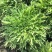 紫京水晶菜种子阳台盆栽四季京水菜菜种子特色沙拉菜有机蔬菜