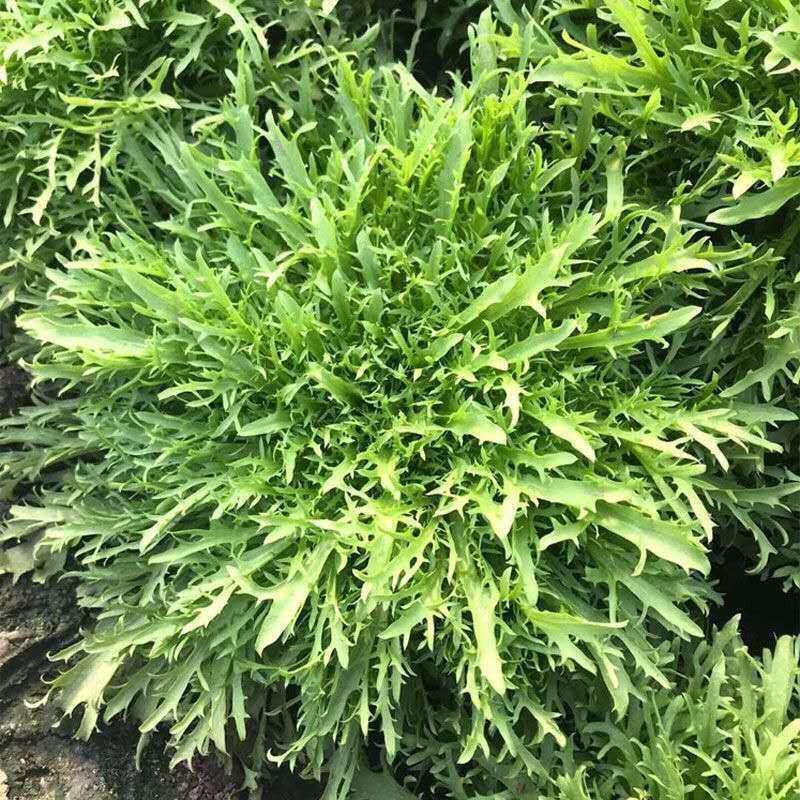 紫京水晶菜种子阳台盆栽四季京水菜菜种子特色沙拉菜有机蔬菜