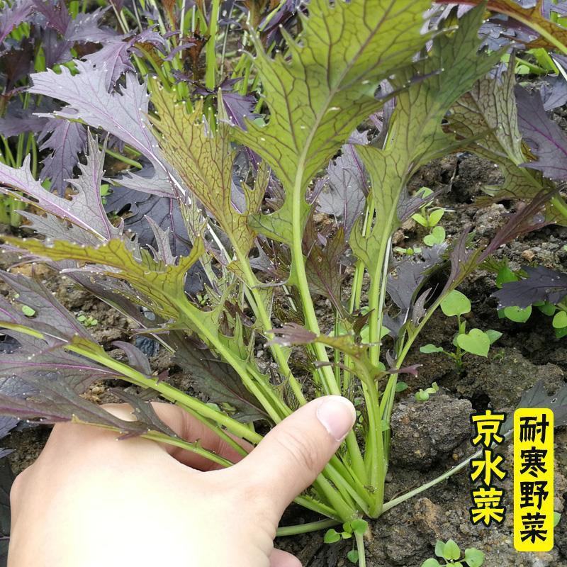 紫京水晶菜种子阳台盆栽四季京水菜菜种子特色沙拉菜有机蔬菜