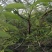 三门峡灵宝市洋槐已大量上市，欢迎你提前下单