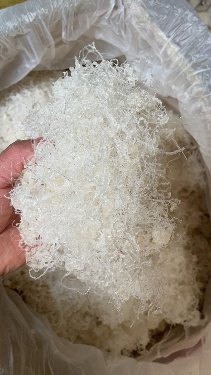 缅甸雪燕，号称农民的燕窝，产地一手货源，欢迎选购。