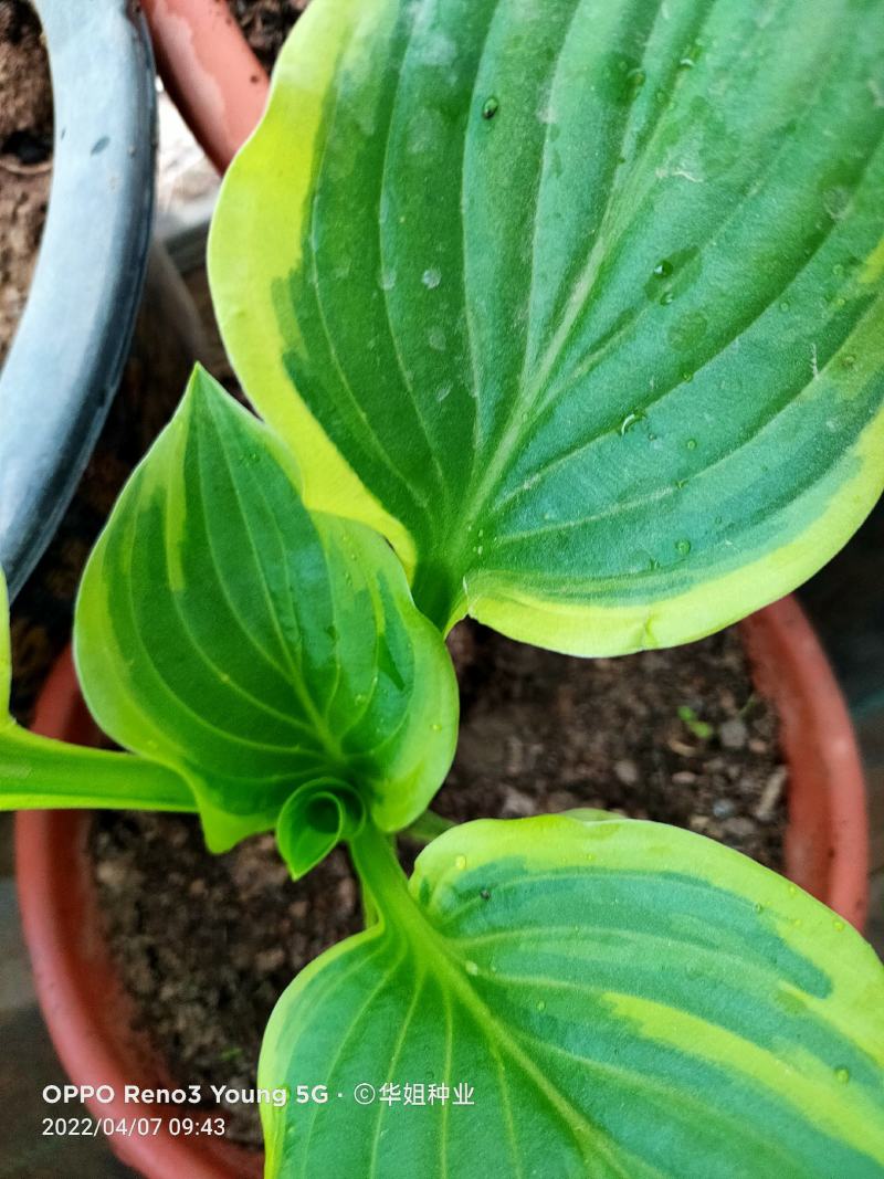玉簪花地栽盆栽耐寒耐阴玉簪花苗玉簪花室内阳台区草本花卉可