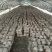高温品种出菇菌包