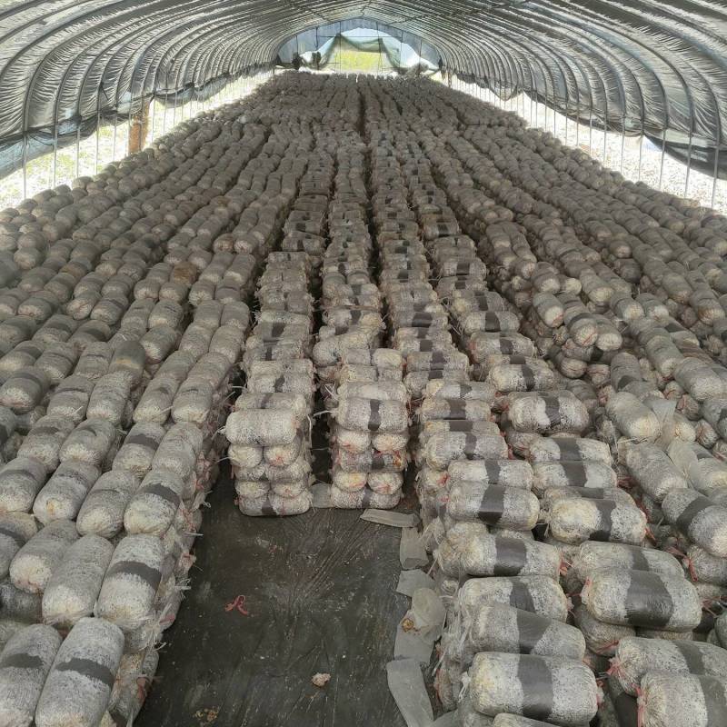 高温品种出菇菌包