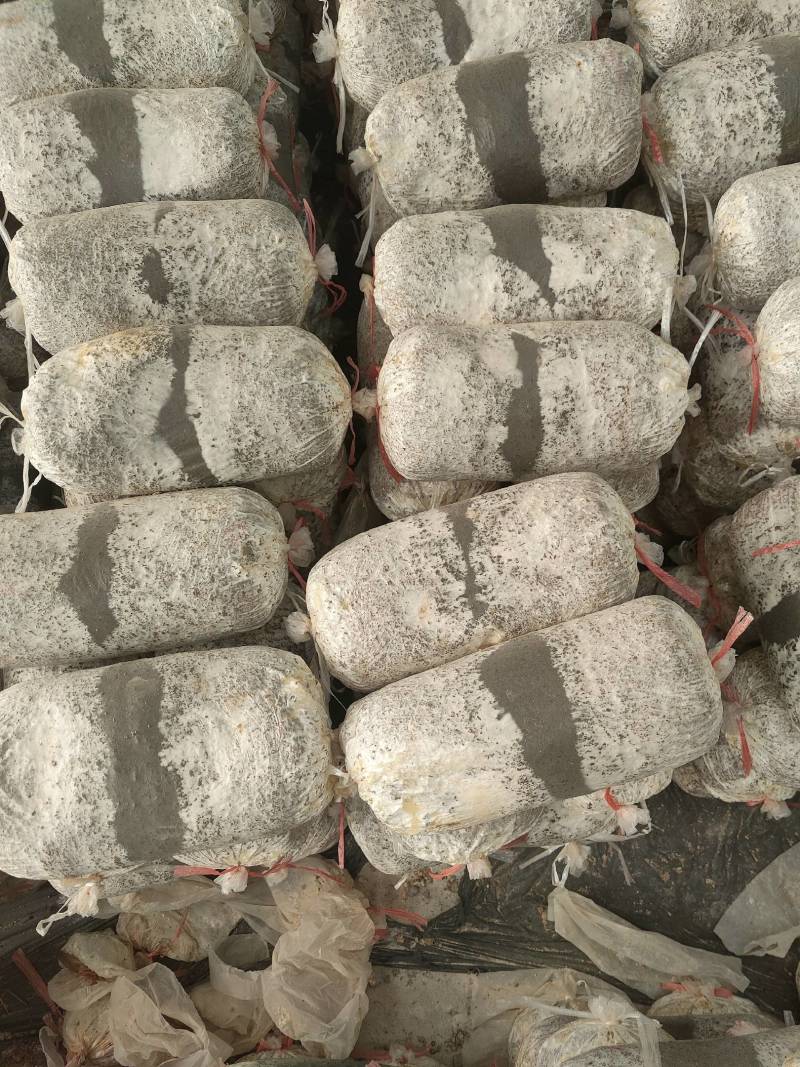 高温品种出菇菌包