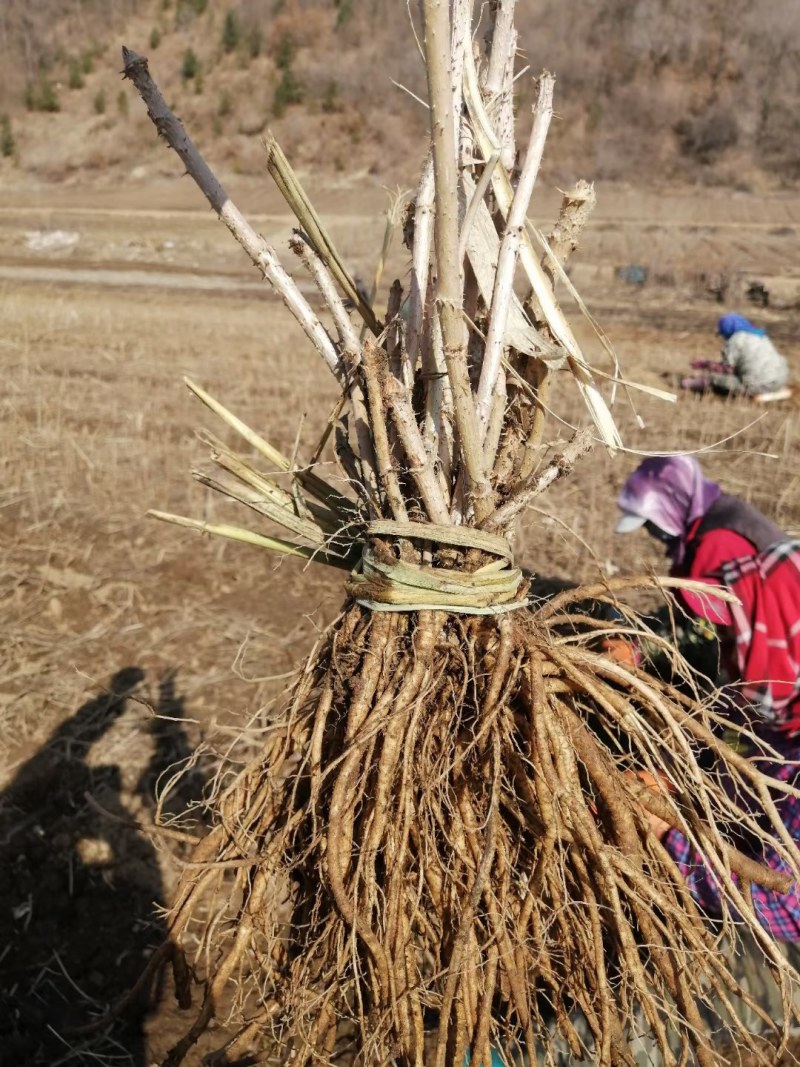 刺嫩芽苗提供种植技术指导芽苗也有刺嫩芽种子价格合理