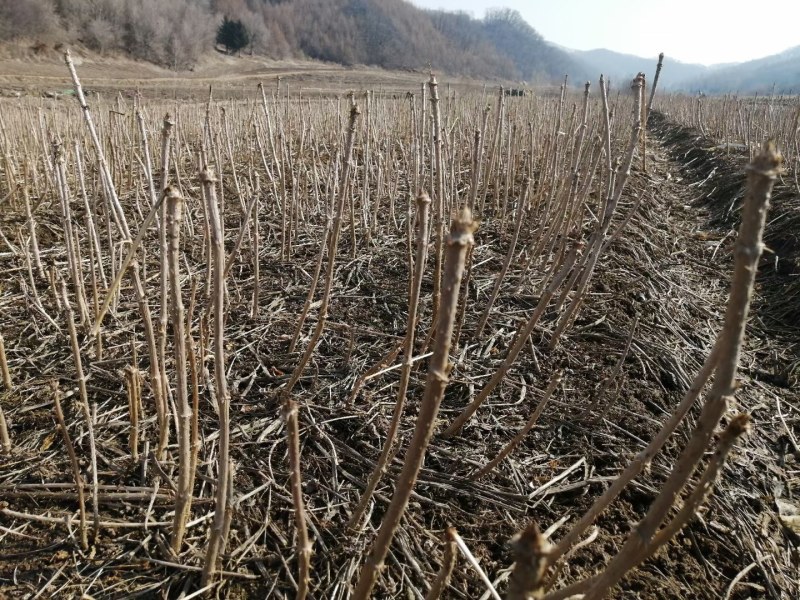 刺嫩芽苗提供种植技术指导芽苗也有刺嫩芽种子价格合理