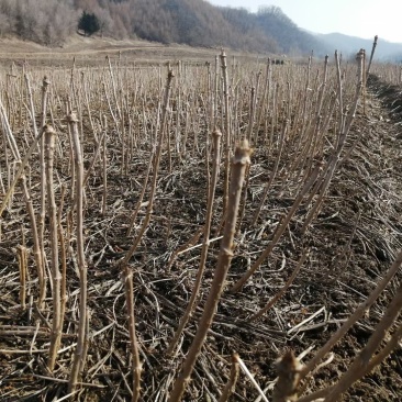 刺嫩芽苗提供种植技术指导芽苗也有刺嫩芽种子价格合理
