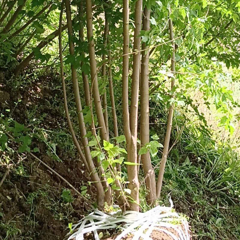 丛生搽条漆5杆~8杆树高3米冠幅1.5