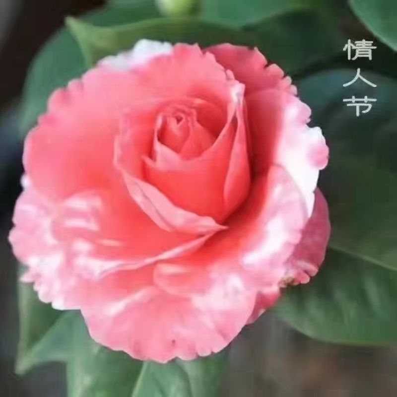 茶花盆栽花卉浓香型庭院无色赤丹树苗五彩茶花树四季好养当年