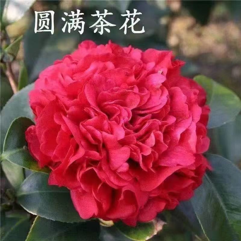 茶花盆栽花卉浓香型庭院无色赤丹树苗五彩茶花树四季好养当年