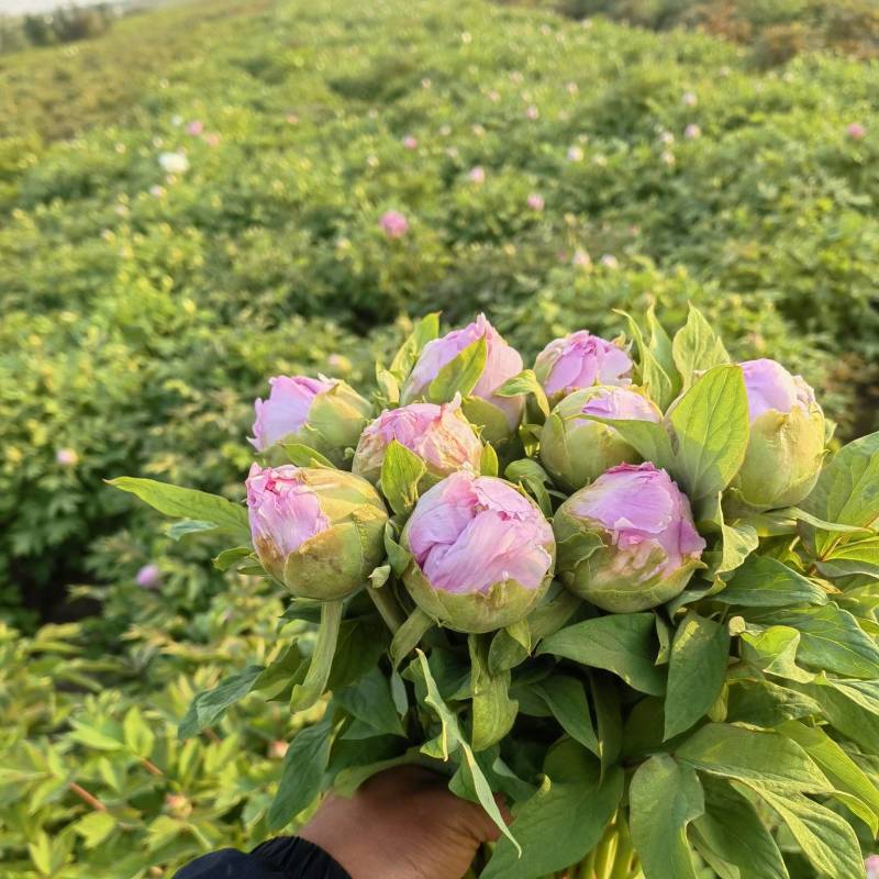 牡丹鲜切花，千层大花菏泽基地直售，预冷顺丰冷运包邮包损