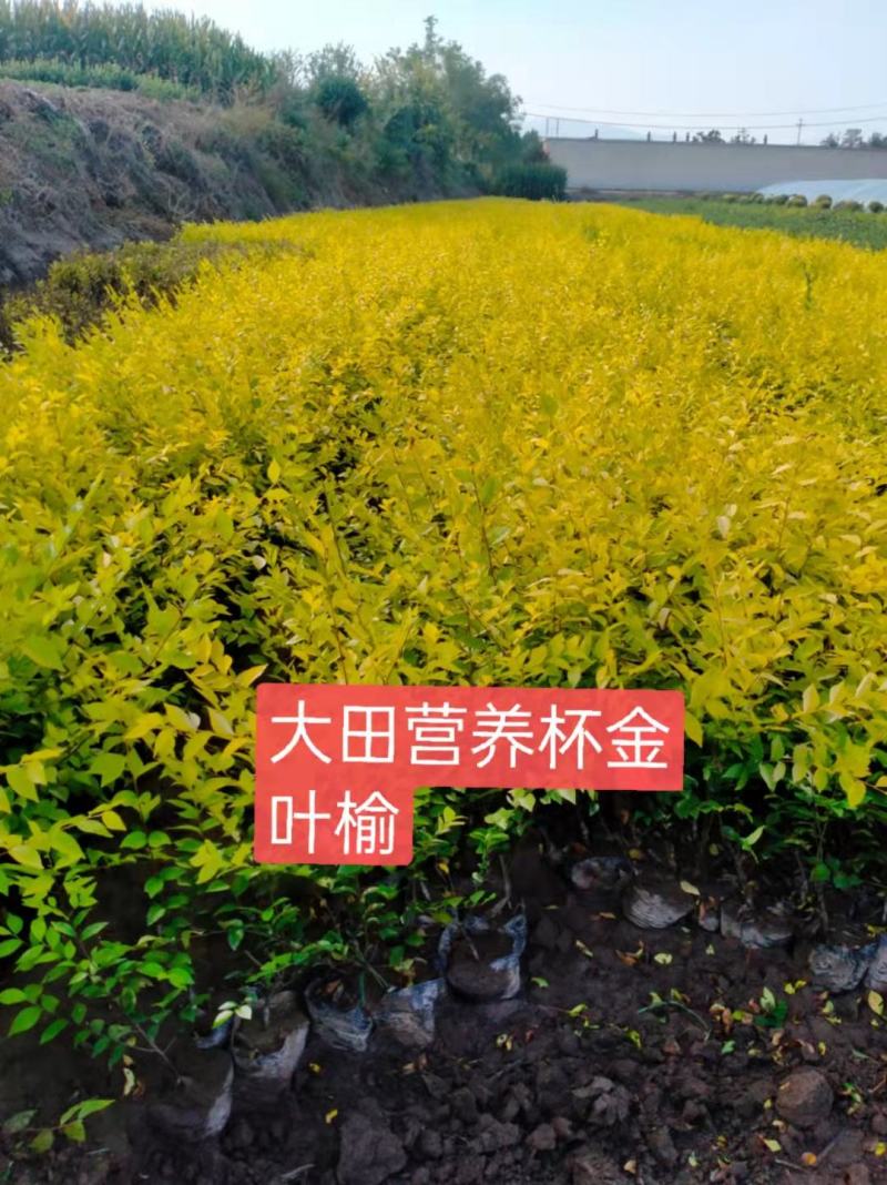 大量出售营养杯金叶榆，榆树50-70公分高，支持现场看苗