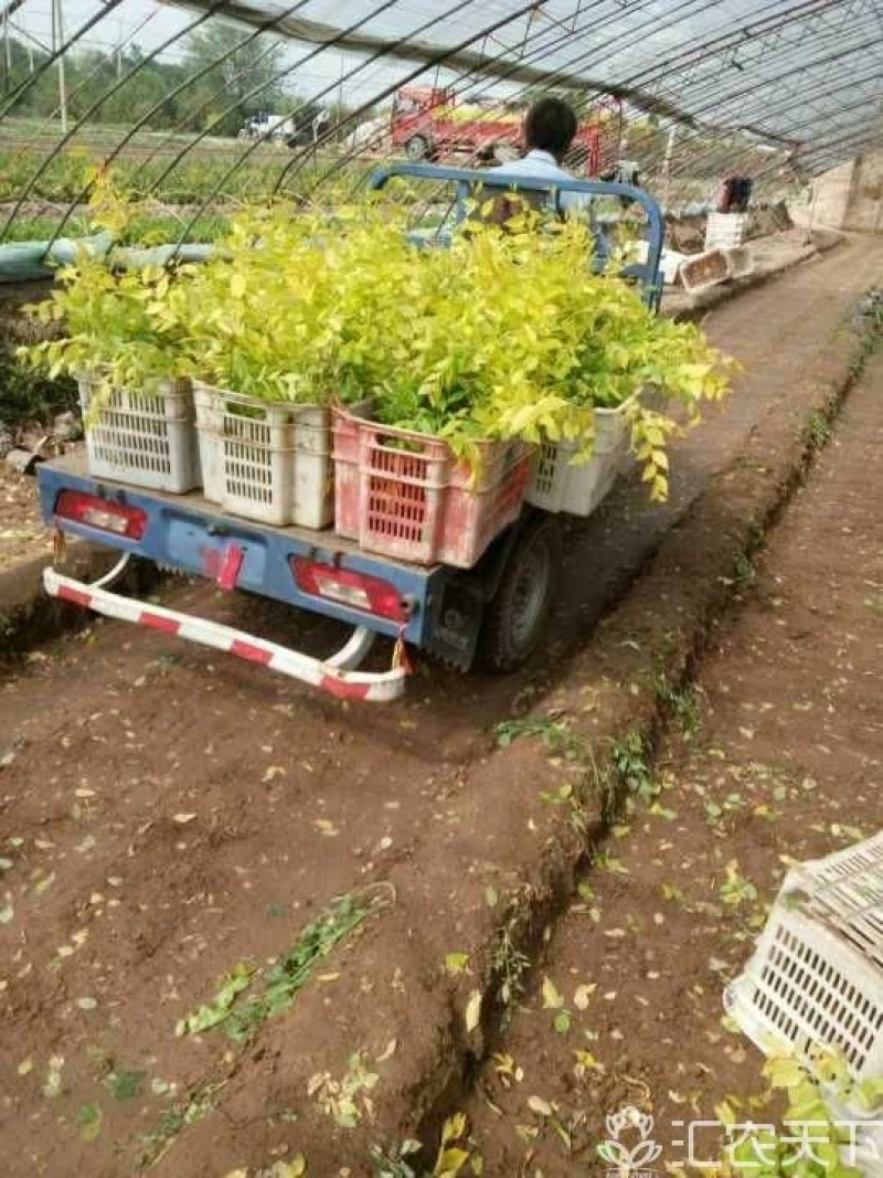 大量出售营养杯金叶榆，榆树50-70公分高，支持现场看苗