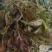 南部山区香椿芽6元
